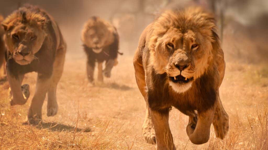 World’s best luxury destinations – #2 Zimbabwe