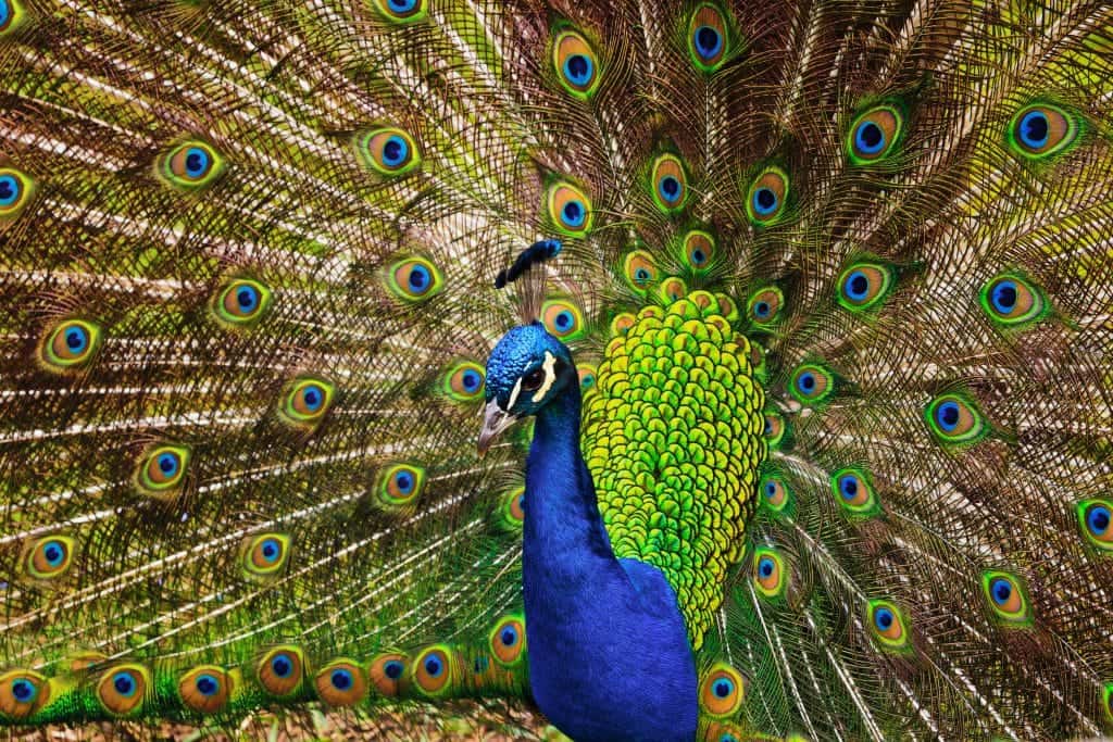 Status shifts: the changing role of luxury in social hierarchies